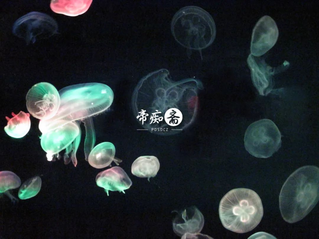 海底世界大战视频大全,富国海底世界海狮表演