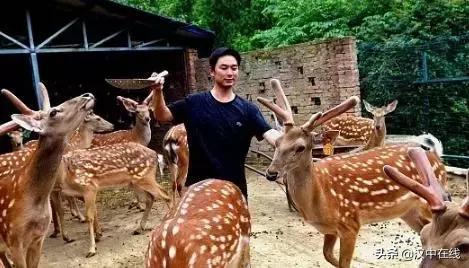 陕西汉中市宁强县能不能养梅花鹿,汉中梅花鹿基地