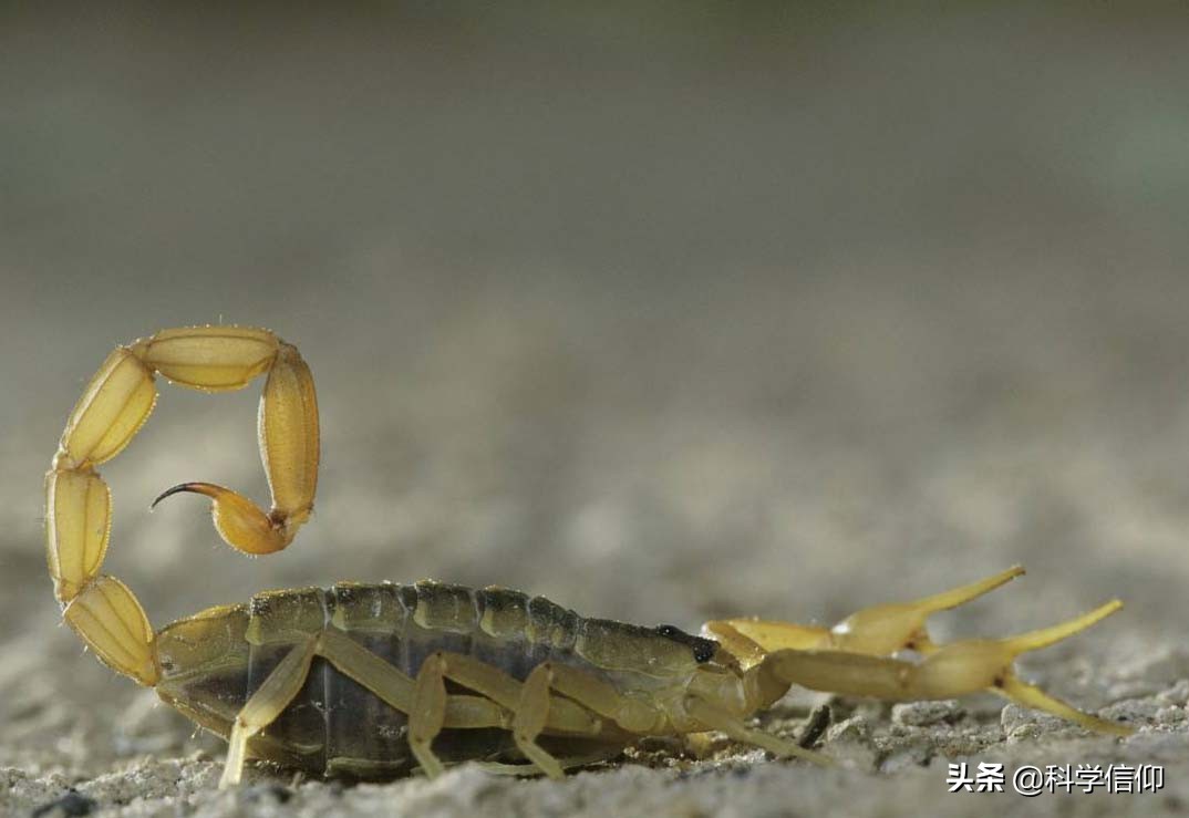 明明身带毒针，却偏偏喜爱使用蛮力，这就是蝎子