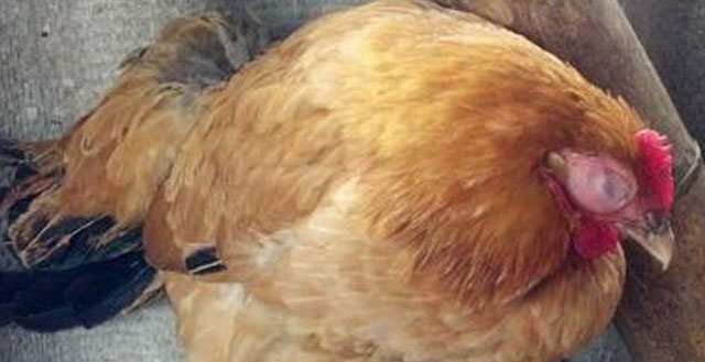 养的鸡头肿大用什么药治疗,鸡头肿是什么病怎么治