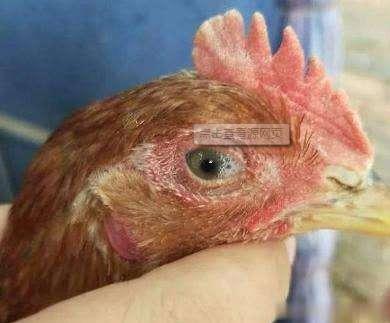 大肠杆菌是怎么产生的,如何治疗大肠杆菌最好的方法