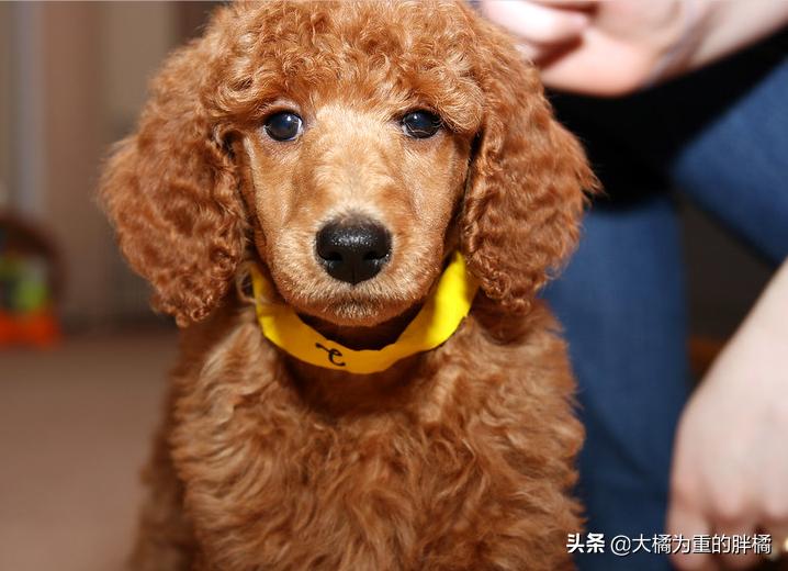 巨贵犬长大还拆家吗,巨贵犬会变成天使吗