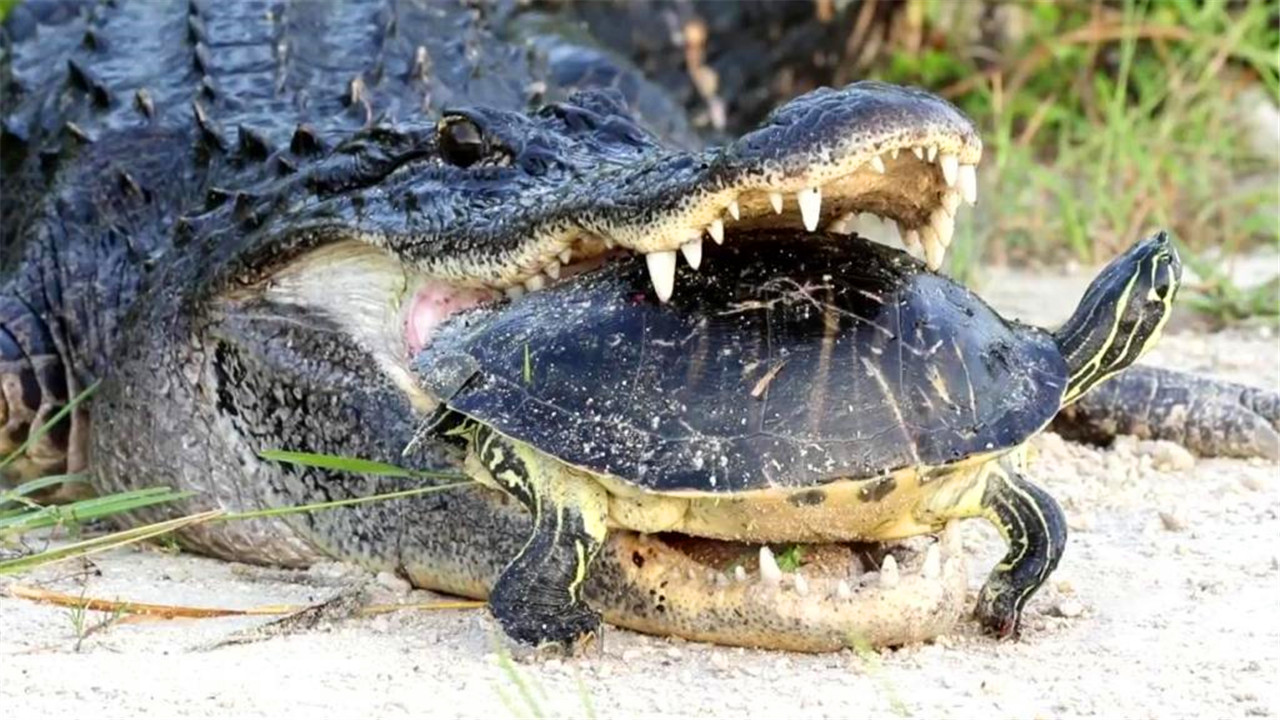 乌龟被挖出来,乌龟被剥了壳的样子