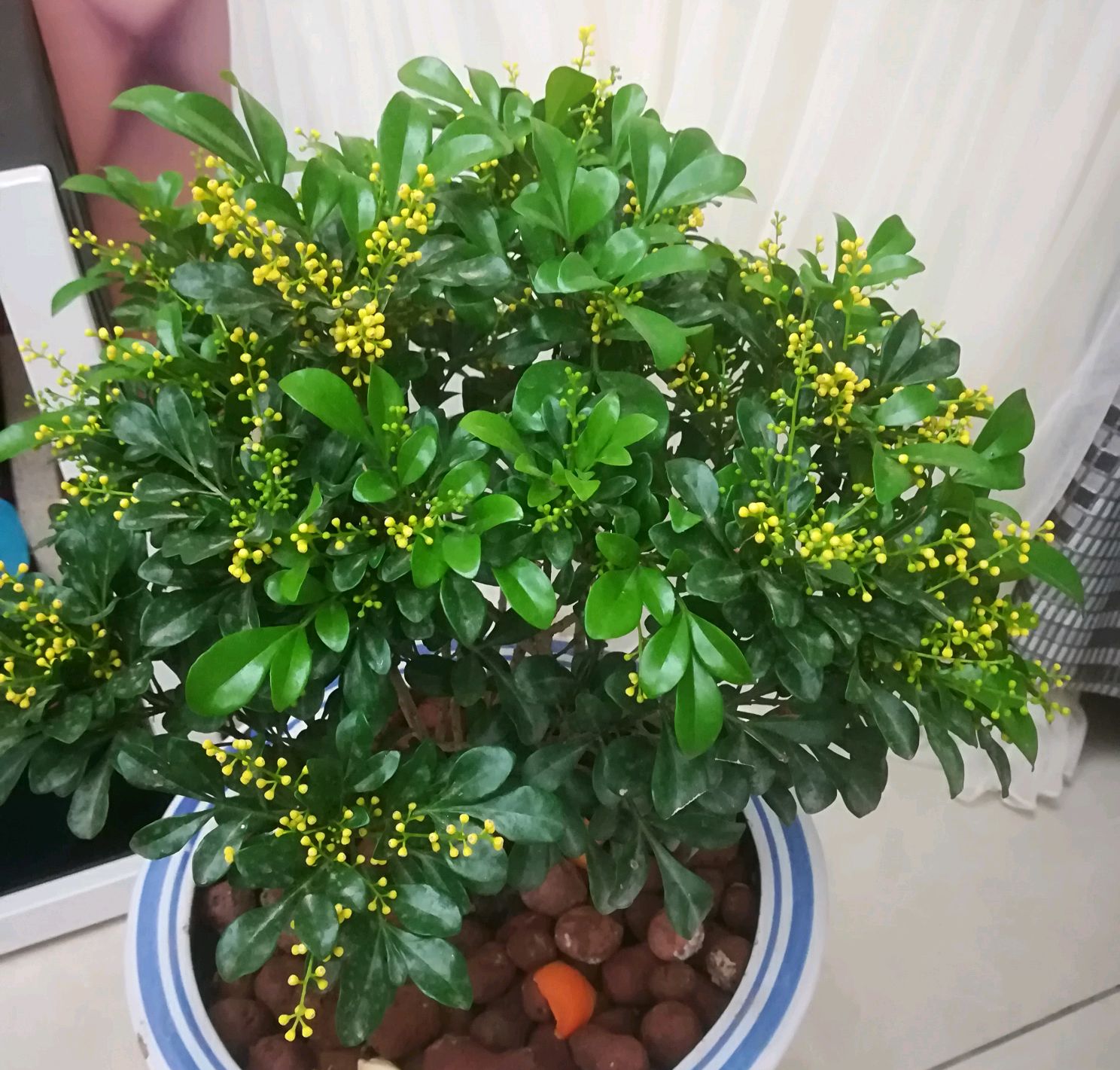 人养花一时养人一生,人养花同时花也养人