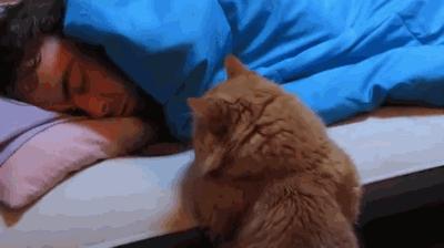 自从有了猫,自从有了猫以后好像变了一个人