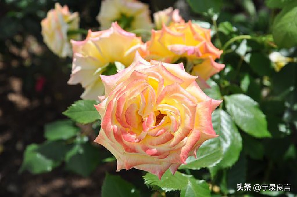 年度热门说说句子大全简短,精辟简短的经典说说