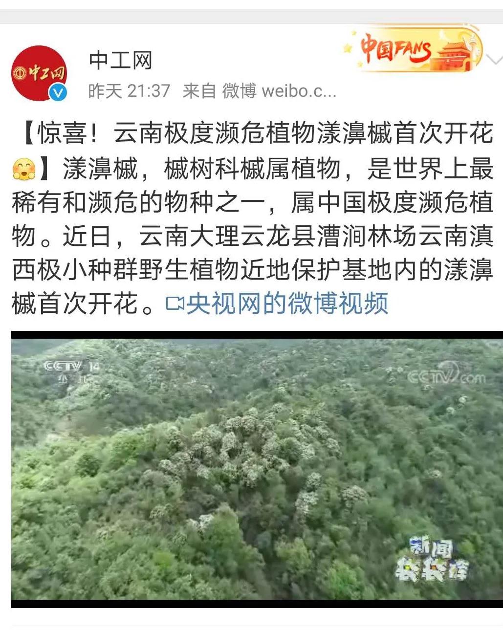 大理云龙上央视啦！这次因为漾濞槭