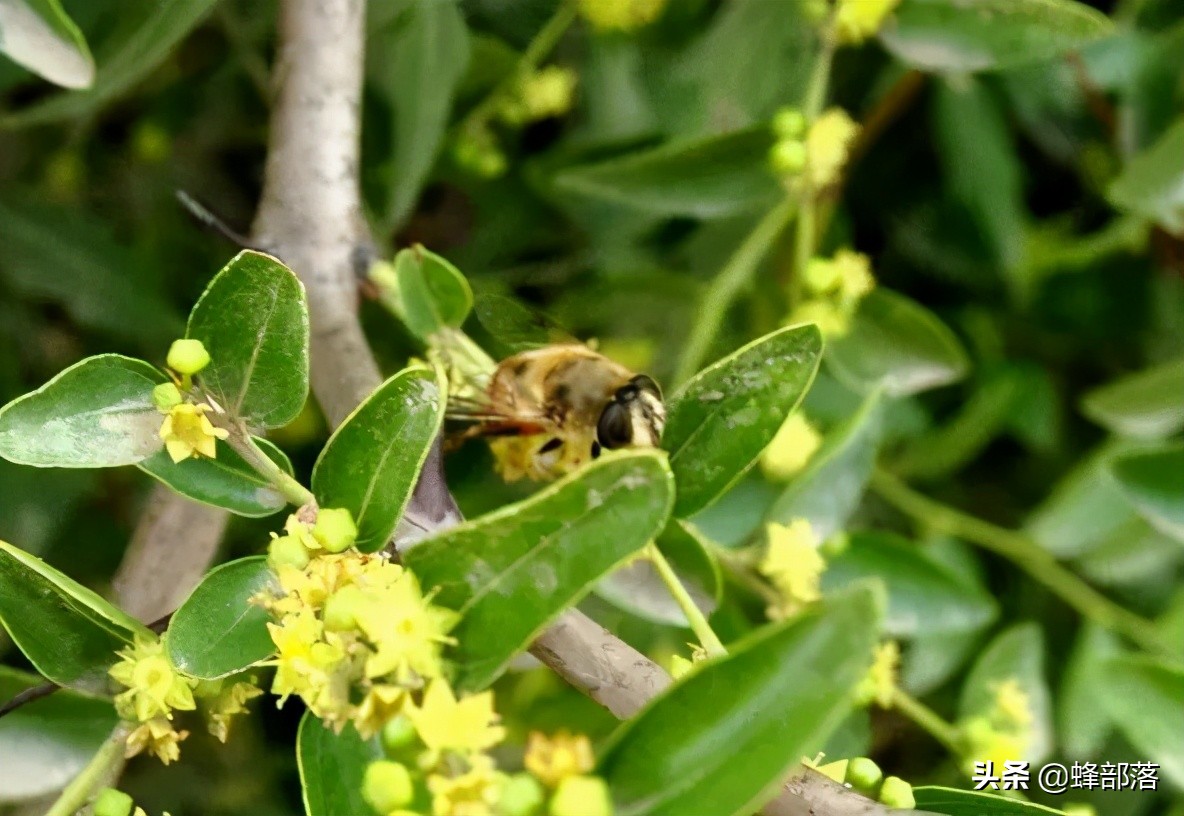 枣花蜂蜜几月份取蜜最佳,蜜蜂流蜜期多久取一次蜜