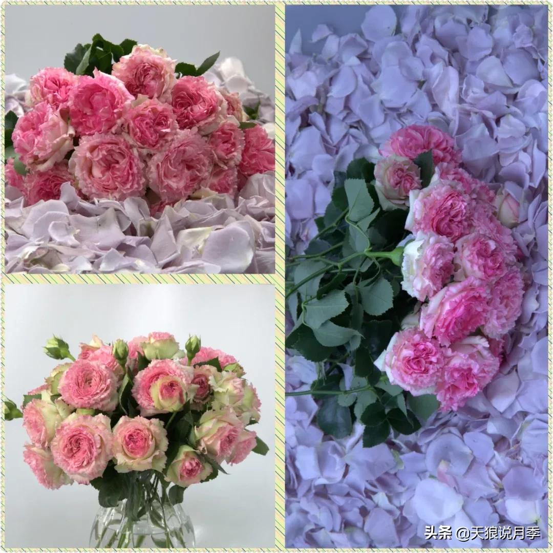 又一个十年,国产自育品种