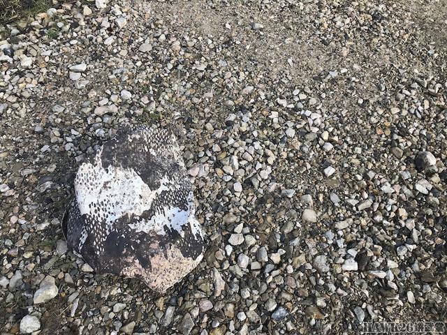 用照片说话：德国幻影公司“黄蜂II”Z4迷彩实际伪装效果如何？