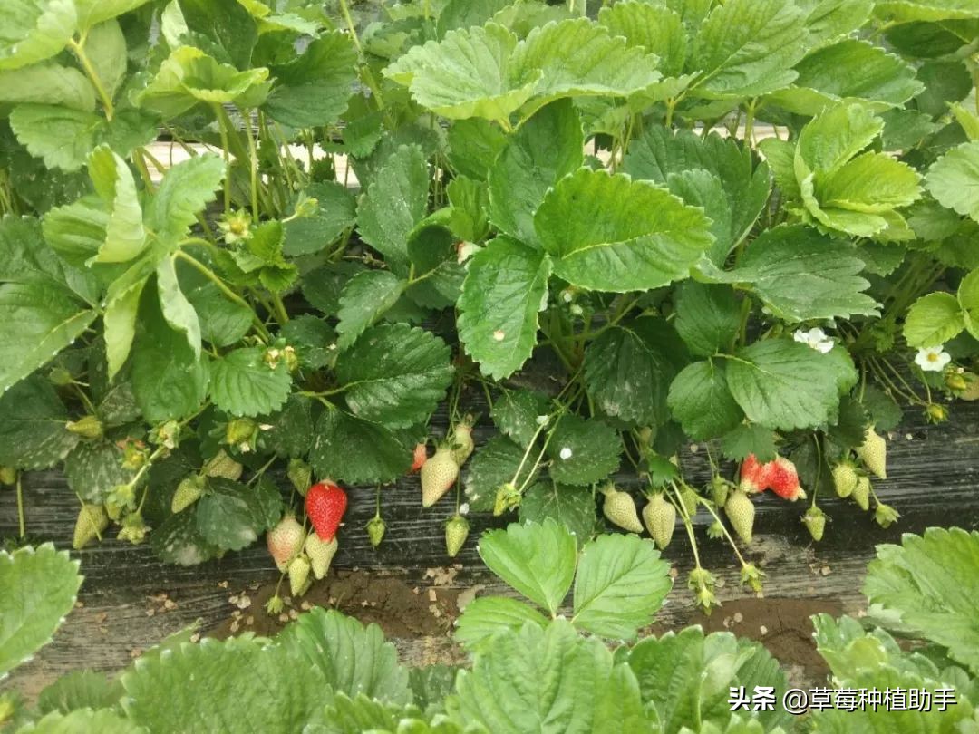 草莓只开花不坐果该怎么办,草莓不开花不结果