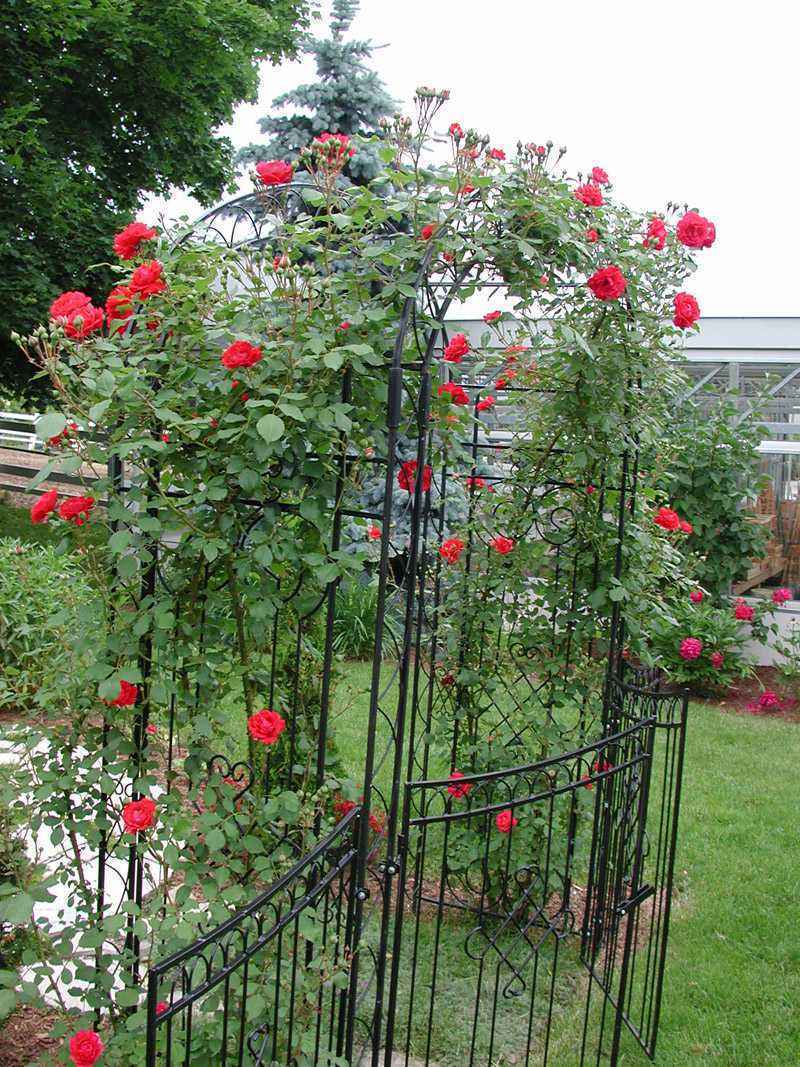 藤本月季地被月季,持续开花性好的爬藤月季