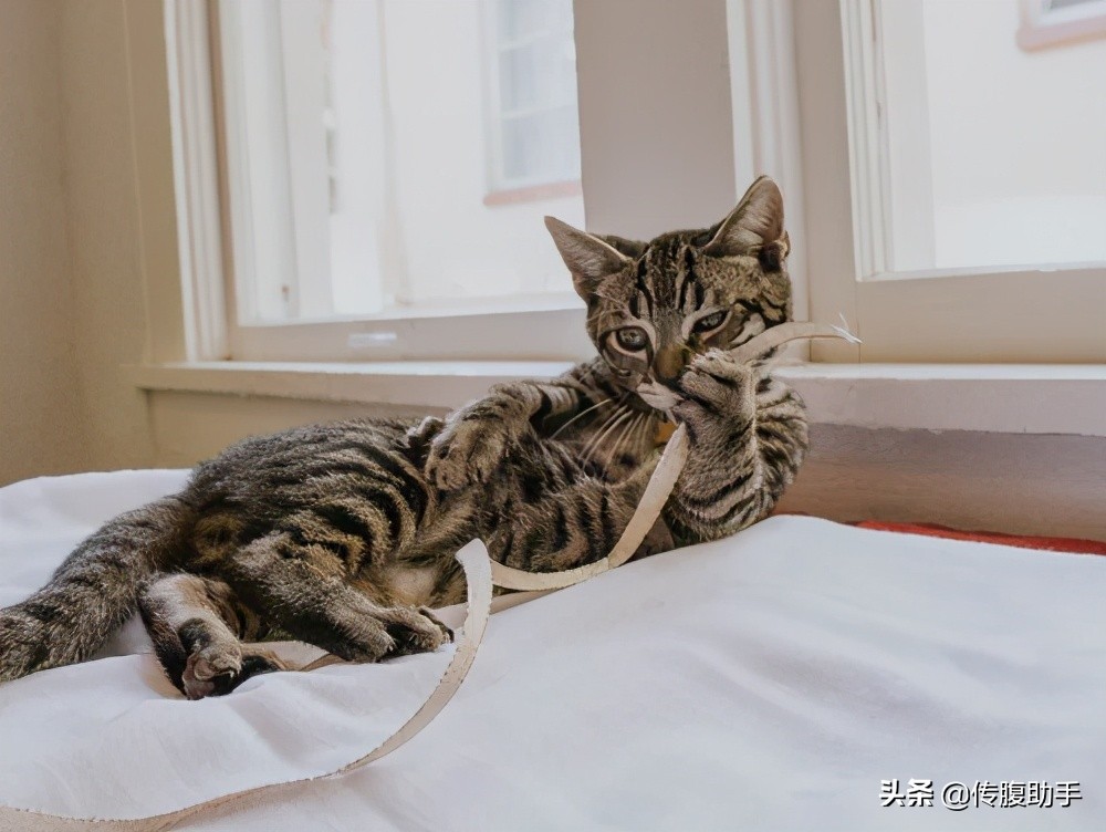 你家传腹猫在治疗过程中有定期复查吗？