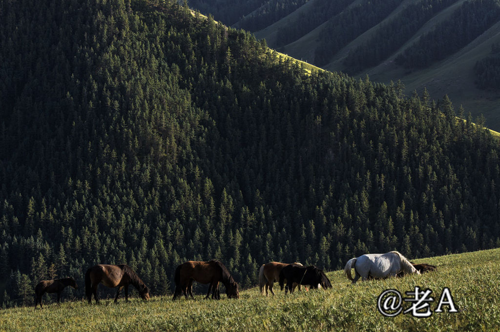 朋友们来张掖吧原视频,朋友来张掖吧