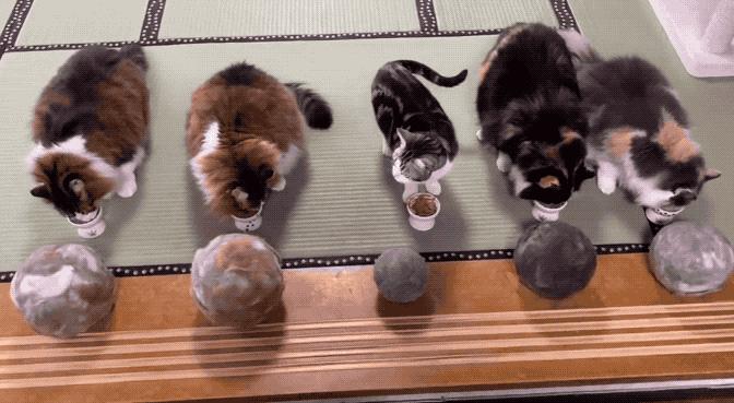 网友晒出5颗巨型毛球，救命！我快要窒息了