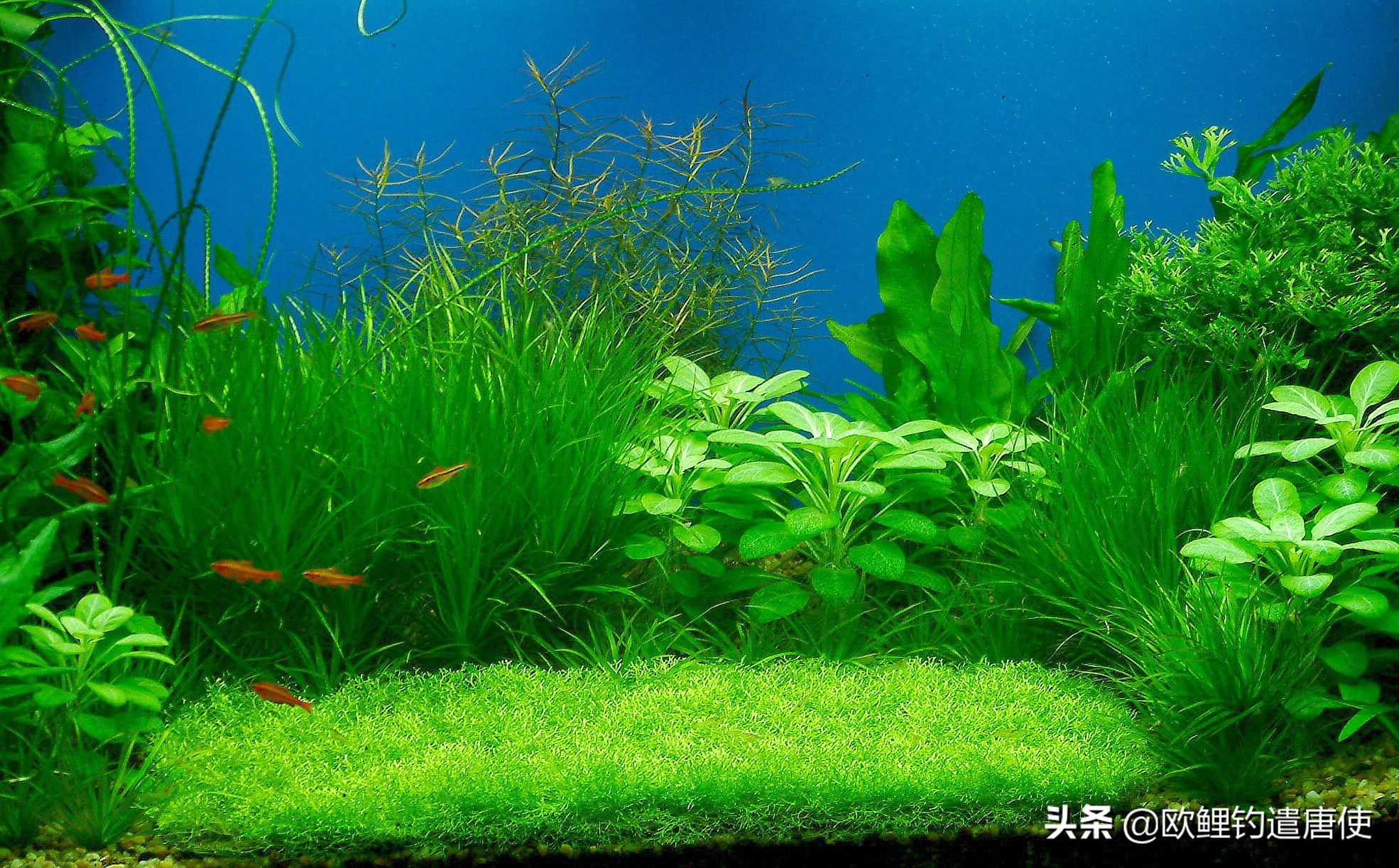 话说欧鲤钓诱饵篇,枯叶钓组和线辫钓组区别