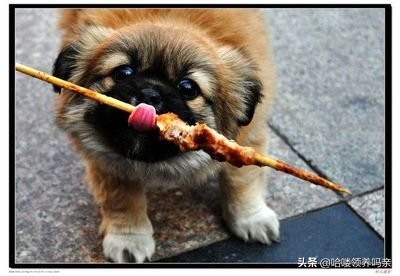 狗狗呕吐的背后，隐藏着多少不为人知的病情？不是每一种都能忽略