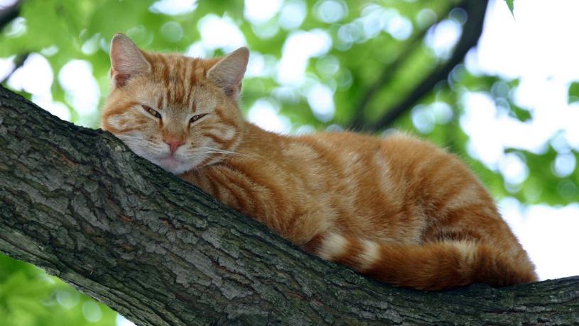 猫导致婴儿窒息,宠物猫致病