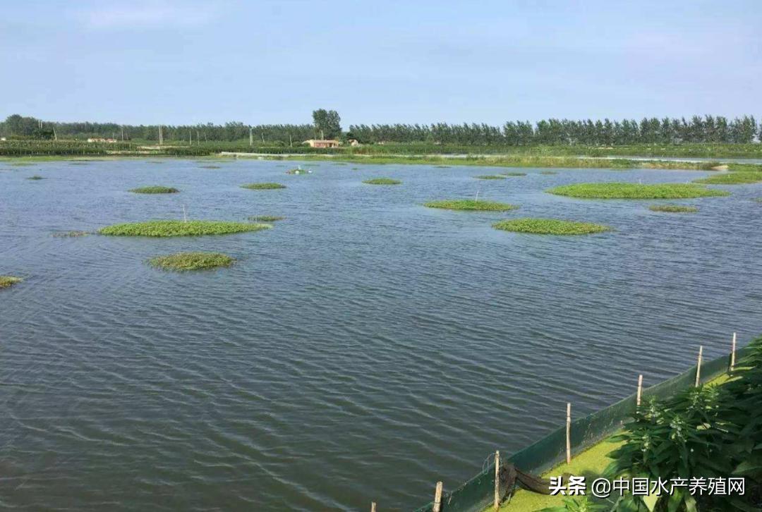 他白手起家，90年代便将河蟹出口国外！生态养蟹20余年，听女山湖畔的传奇“蟹王”，再话蟹人蟹事