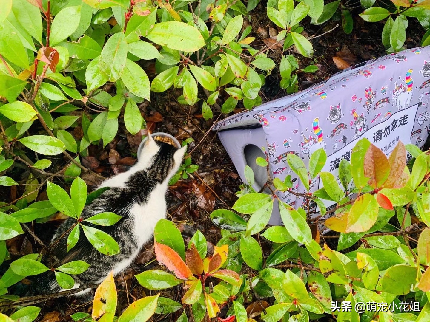 救助的流浪猫绝育,流浪猫因为绝育后生病了怎么办
