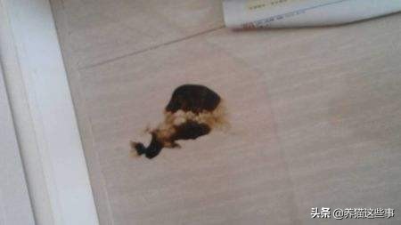 猫咪到处拉屎拉尿怎么除臭,带猫咪出门怎么解决排泄问题