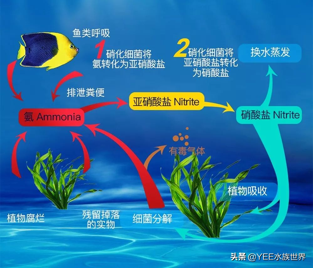 硝化细菌正确使用方法,新买的硝化细菌怎么用