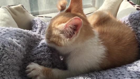 猫咪怎么教小猫咪踩奶,为什么猫咪学不会上马桶