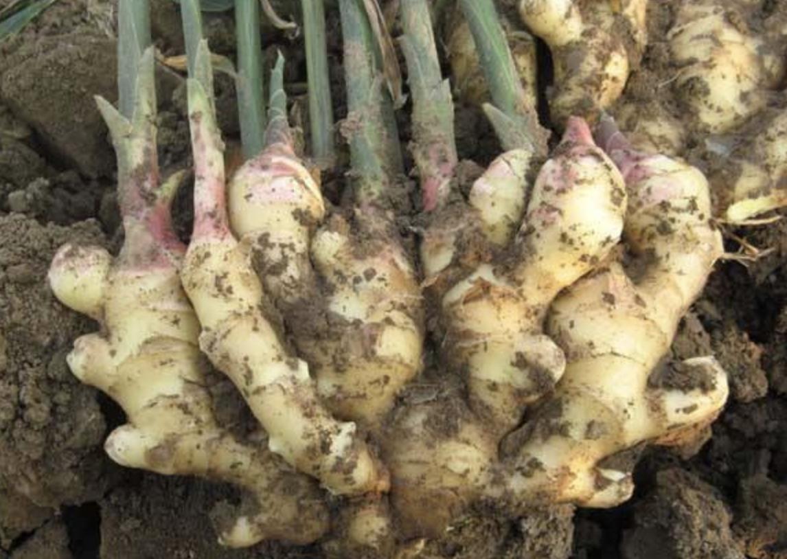 张大妈盆栽“生姜”，长得像“盆景”，每隔30天摘一茬，吃3个月