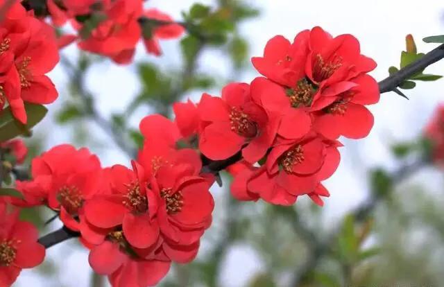 老北京歇后语俏皮话,老北京歇后语视频