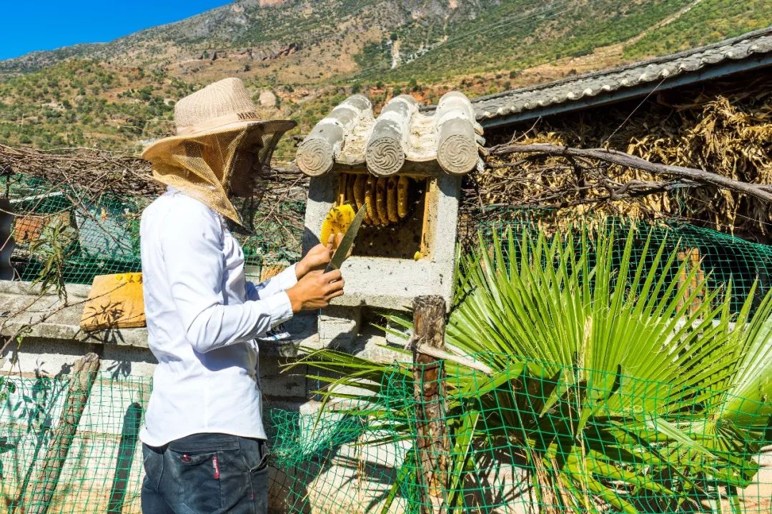 土蜂蜜取蜜全过程,土蜂蜜正确取蜜方法