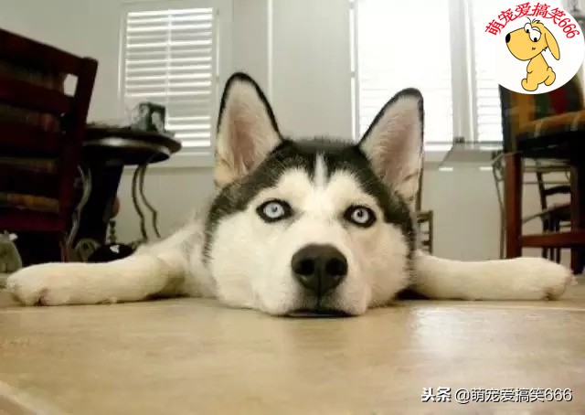 狗狗尿不出来呕吐怎么回事,狗狗早上呕吐白色泡沫怎么回事