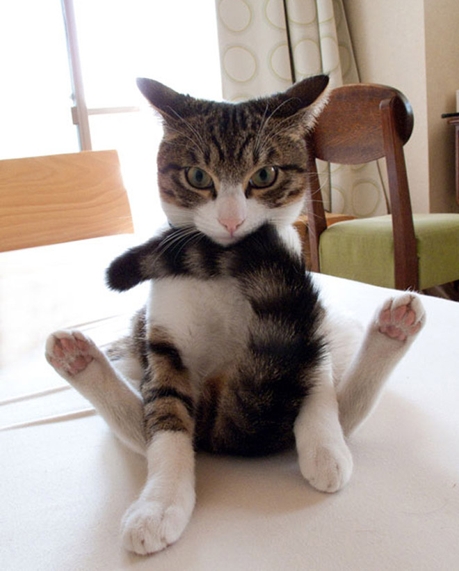 养猫前，你需要知道这些（1）