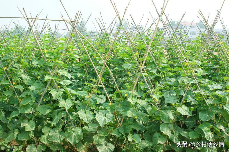 黄瓜、茄子等黄叶怎么办？试试这几个方法，到秋后叶子还浓绿