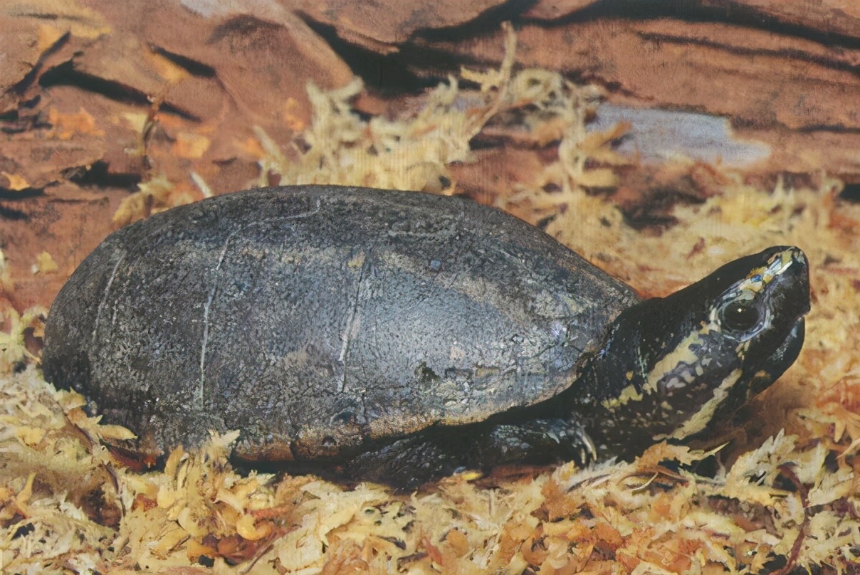 各种龟类图片大全大图,龟类展示会