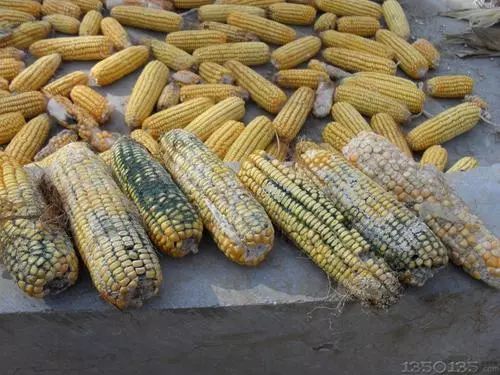 天天用的菜板，竟然有35万霉菌