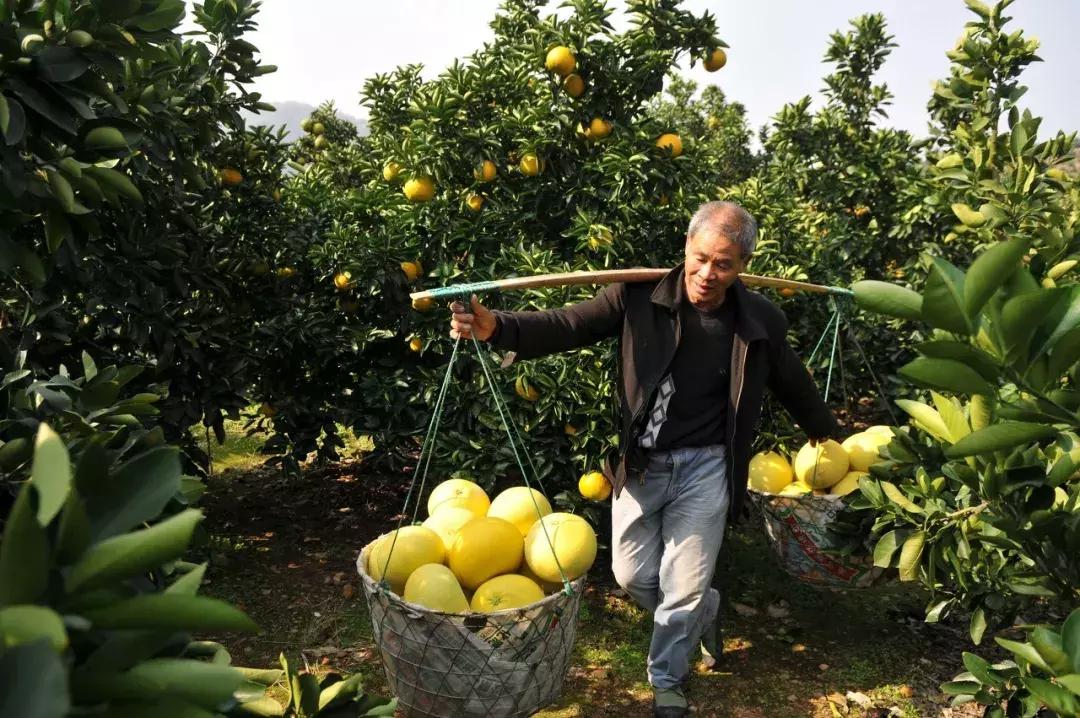 纯甜柚子9.9,应季水果柚