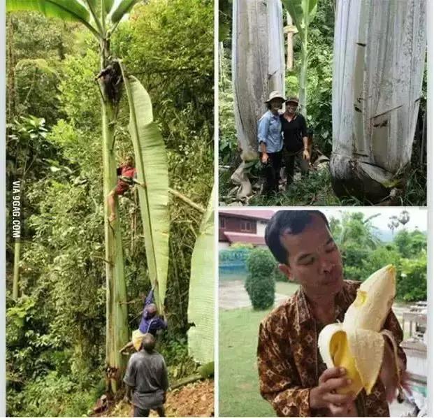 2021年在缅甸种植香蕉有危险吗,香蕉种植有霜冻怎么办