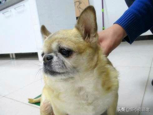 狗狗吐黄色液体也没精神,怎么判断狗狗是肠胃炎还是胰腺炎