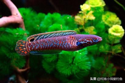 农村大叔用鸭子钓黑鱼,钓黑鱼有几种钓法