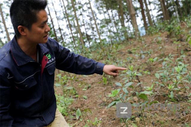 贵州榕江黑木耳丰收助农增收致富,贵州黔西林下养殖闯出致富路