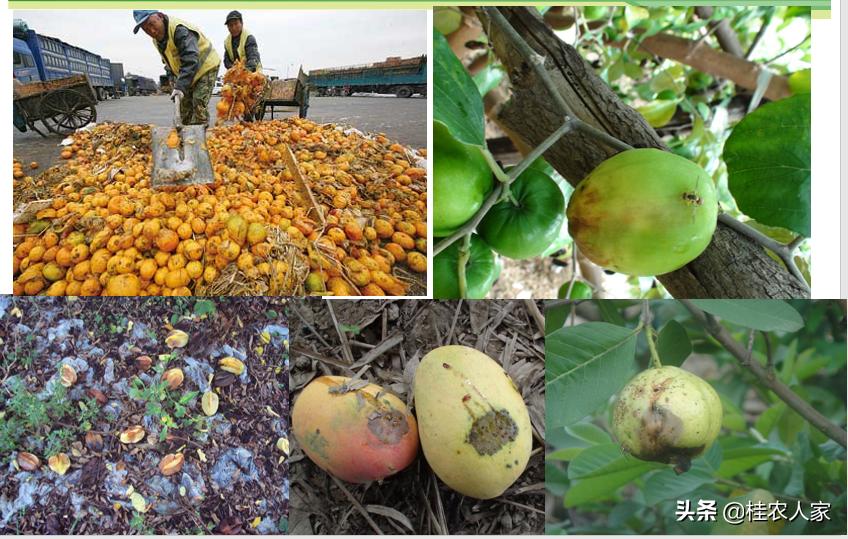 果实蝇诱捕剂越诱越多,实蝇诱捕器用什么药