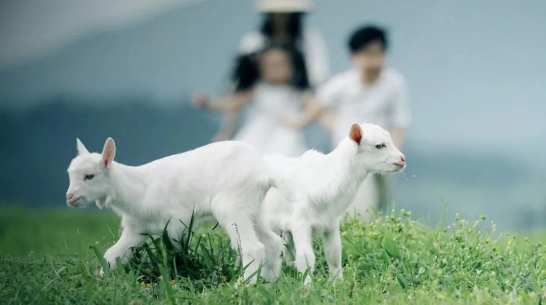 羊奶产业有了新的发展春天,羊奶行业前景及目前市场环境