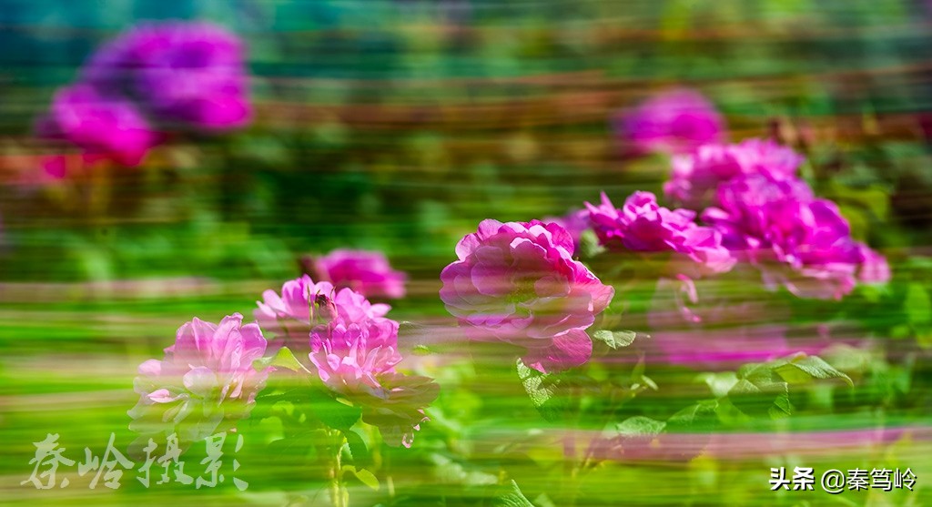 五月玫瑰花期,五月玫瑰盛开时