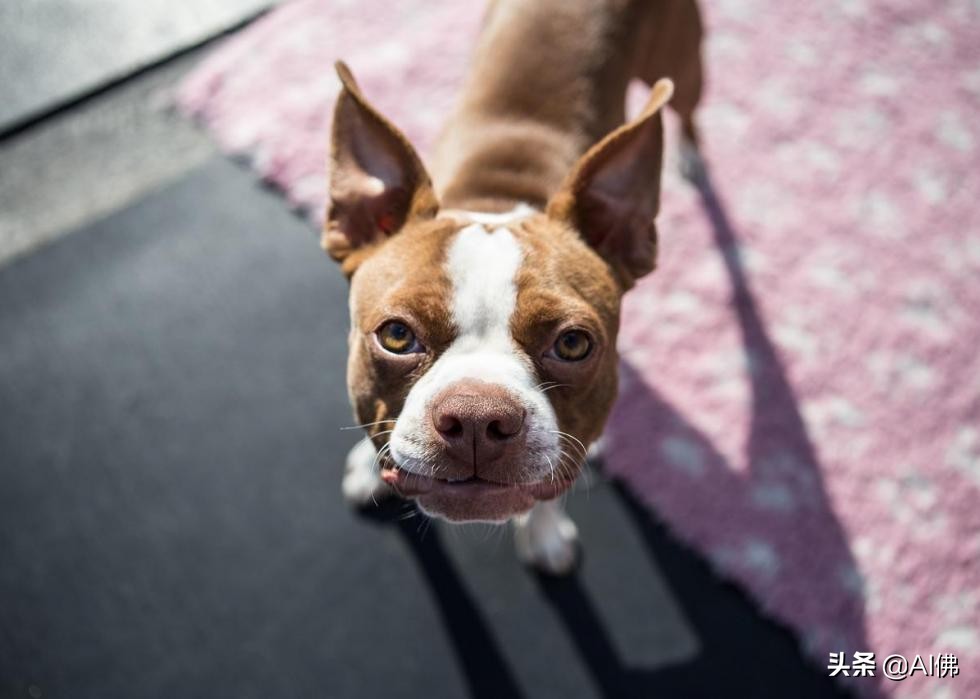 美国最受欢迎的100组小狗名字