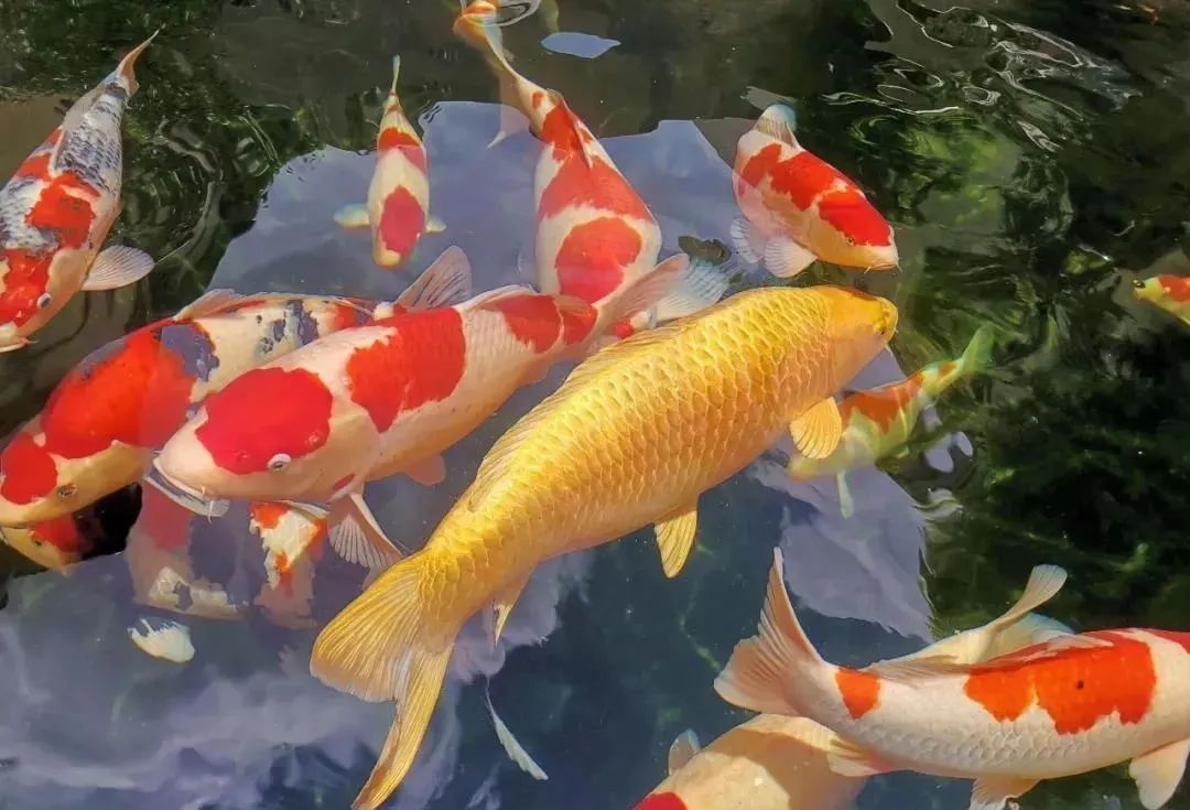 锦鲤怎么着色才好看,锦鲤观赏鱼怎么增色