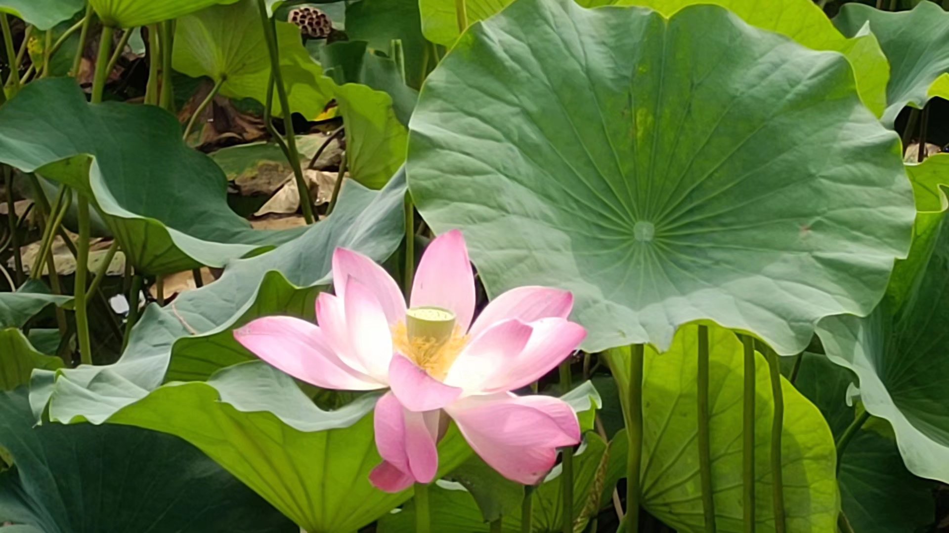 出淤泥而不染濯清涟而不妖歌曲,出淤泥而不染濯清涟而不妖意思