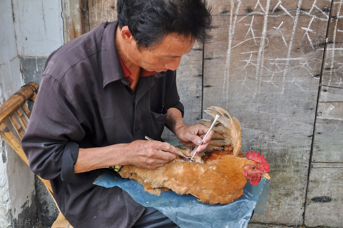 为什么农村要把公鸡阉了,在农村为啥很多公鸡会被阉