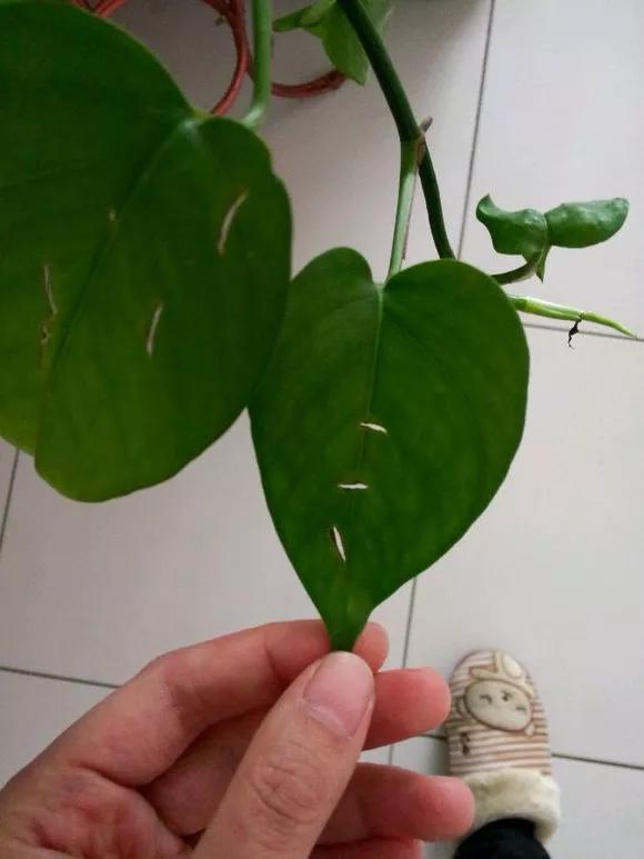 绿萝叶子干枯怎么回事,绿萝叶子黄开裂卷曲怎么办