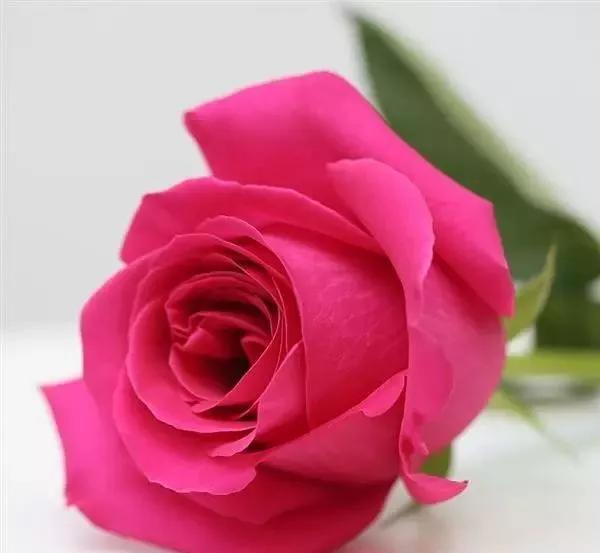 每天学习一点点花卉,100种常见玫瑰品种