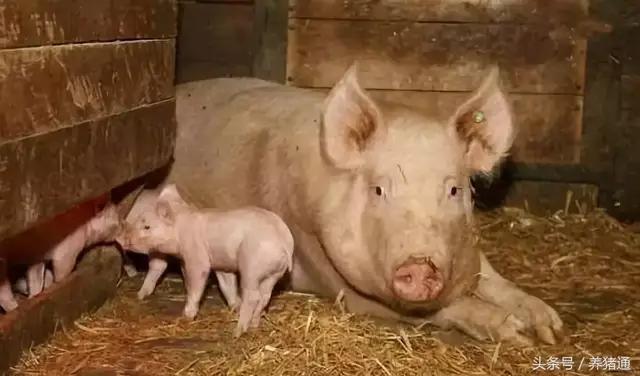 母猪乳房炎怎样办,母猪乳房炎如何处理